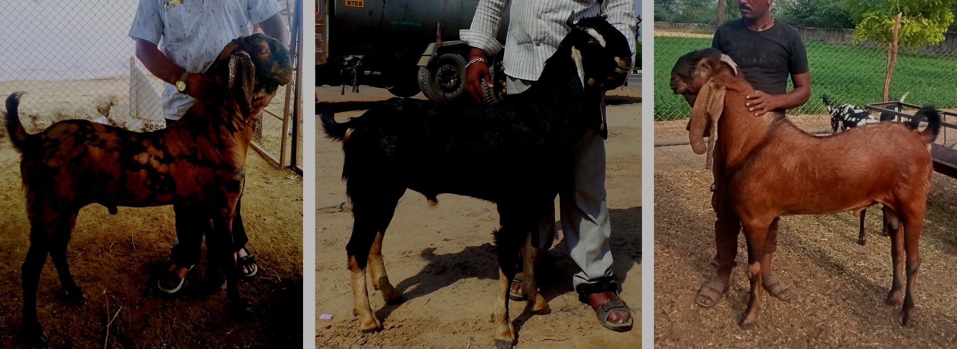 Goat Feed Manufacturer in India